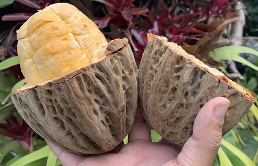 $172.000 millones del IFC para cultivos de cacao en Colombia promovidos por Bacao (del fabricante de chocolatinas Snickers y Milky Way)