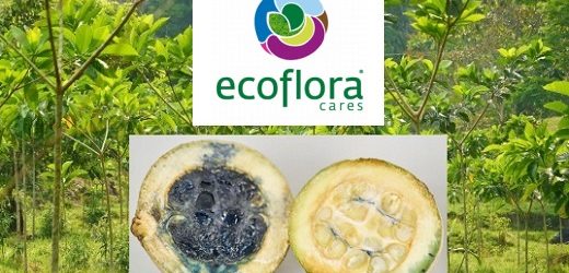 La colombiana Ecoflora Cares ganó el premio “Trillion Trees” en la Semana del Clima del Foro Económico Mundial
