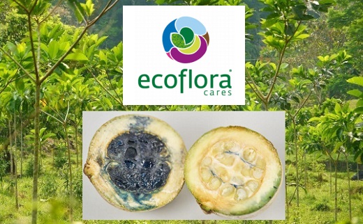 La colombiana Ecoflora Cares ganó el premio “Trillion Trees” en la Semana del Clima del Foro Económico Mundial
