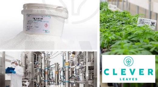 Clever Leaves registra pérdidas netas por 12.8 millones de dólares en los primeros nueve meses de 2023