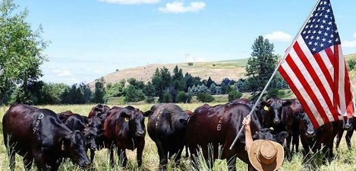 Colombia prohibió importaciones de carne de ganado lechero de Estados Unidos por casos de “gripe aviar”