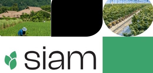 PharmaCielo adquirirá por US$2,1 millones plataforma de fabricación y distribución de cannabis en Tailandia