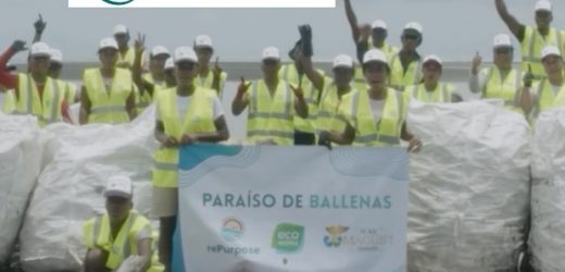 Recuperados desechos plásticos en el equivalente a 1,27 millones de bolsas que habrían afectado a las ballenas jorobadas migratorias en Colombia