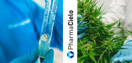 PharmaCielo perdió otros US$5,5 millones a septiembre de 2024 y acumula déficit de US$147 millones