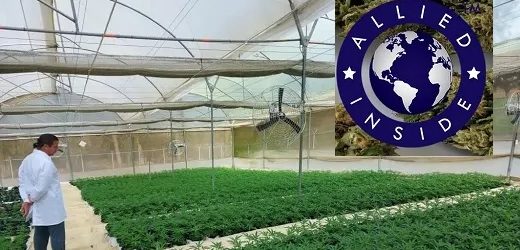 La cannabiera Allied (con centro de producción en Colombia) deja de cotizar en mercado OTC y cancela registro en la SEC