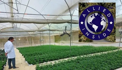 La cannabiera Allied (con centro de producción en Colombia) deja de cotizar en mercado OTC y cancela registro en la SEC