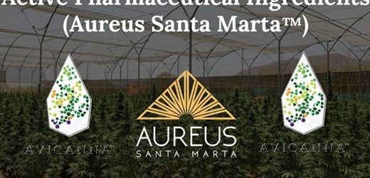 Avicanna por fin presentó sus estados financieros al 2024; vendió US$18,3 millones, un 52% más que en 2023 pero acumula pérdidas por US$73,5 millones