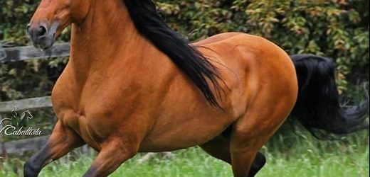 Tras negar objeciones presidenciales, Congreso reenvió a Petro proyecto de Ley que declara patrimonio genético nacional la raza autóctona del caballo de diagonales