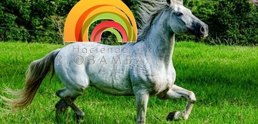 Admitida al proceso de reorganización la Hacienda RioBamba, dedicada a la cría de yeguas árabes y españolas en el Eje Cafetero