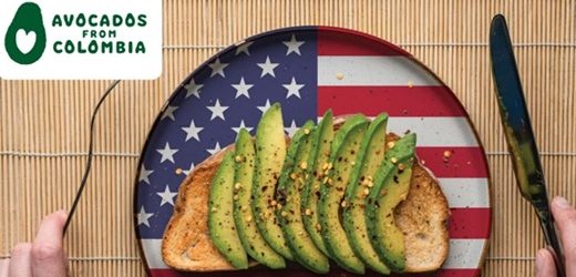 Marca “Avocados from Colombia” entró al mercado de E.U.: exportaciones más que doblaron en el primer semestre