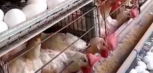 La ONG Sinergia Animal denunció maltrato generalizado contra las gallinas en la granja  de Productos Ramo