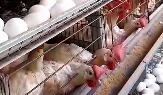 La ONG Sinergia Animal denunció maltrato generalizado contra las gallinas en la granja de Productos Ramo