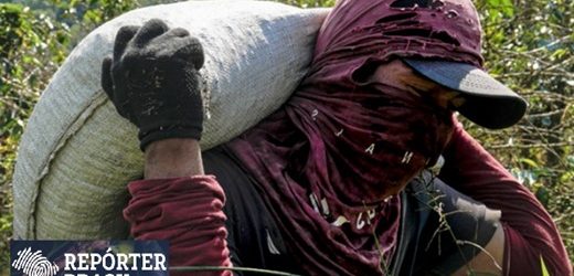 El café colombiano no ofrece condiciones justas de trabajo: alojamientos precarios, largas jornadas laborales e informalidad en la cosecha del grano