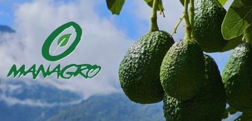 Fresh Del Monte pacta alianza con la colombiana Managro, que incluye la expansión de una planta de empaques de aguacate y limones
