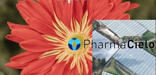 PharmaCielo vendió por $26 mil millones vivero de cannabis en Carmen de Viboral y pagó $6.129 millones al Banco Agrario que le perdonó $900 millones