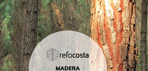 EDF Power Solutions y Refocosta pusieron en marcha la planta de biomasa de madera en Villanueva, Casanare