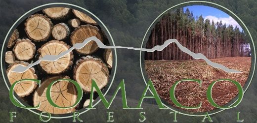 Gupo chileno Forestal Comaco anunció que invertirá $56.000 millones para construcción de aserradero en Antioquia  