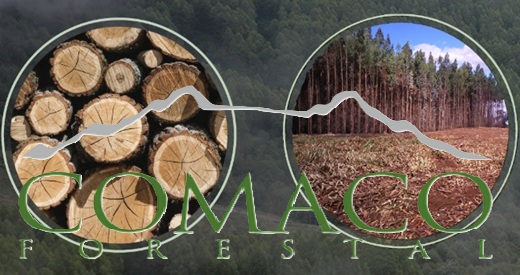 Gupo chileno Forestal Comaco anunció que invertirá $56.000 millones para construcción de aserradero en Antioquia  