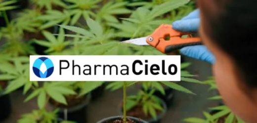 De nuevo la cannabiera PharmaCielo registró pérdidas en 2025, aunque las redujo en casi una tercera parte: acumula déficit de US$122,7 millones