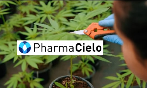 De nuevo la cannabiera PharmaCielo registró pérdidas en 2025, aunque las redujo en casi una tercera parte: acumula déficit de US$122,7 millones
