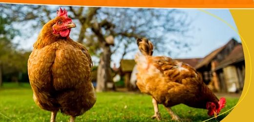 Aviagen (compañía propiedad del conglomerado alemán EW) adquirió granja de gallinas abuelas en Colombia del grupo de alimentos Italcol