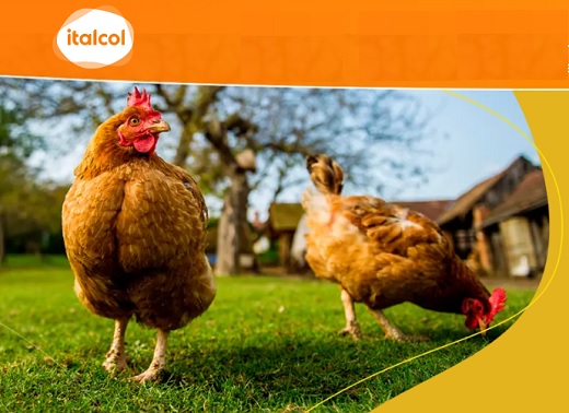 Aviagen (compañía propiedad del conglomerado alemán EW) adquirió granja de gallinas abuelas en Colombia del grupo de alimentos Italcol