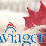 Tras “cacareada” movida del grupo alemán EW, gallinas abuelas de Italcol cambiaron de dueño pero no de corral