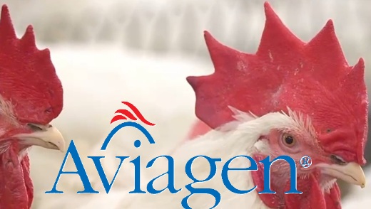 Tras “cacareada” movida del grupo alemán EW, gallinas abuelas de Italcol cambiaron de dueño pero no de corral